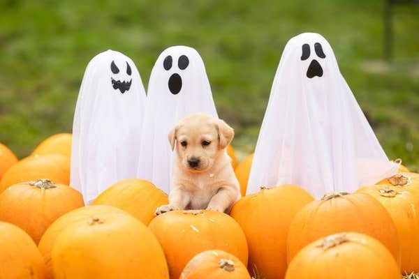 Scary Good PR: How Brands Can Harness Halloween Through Visual Storytelling