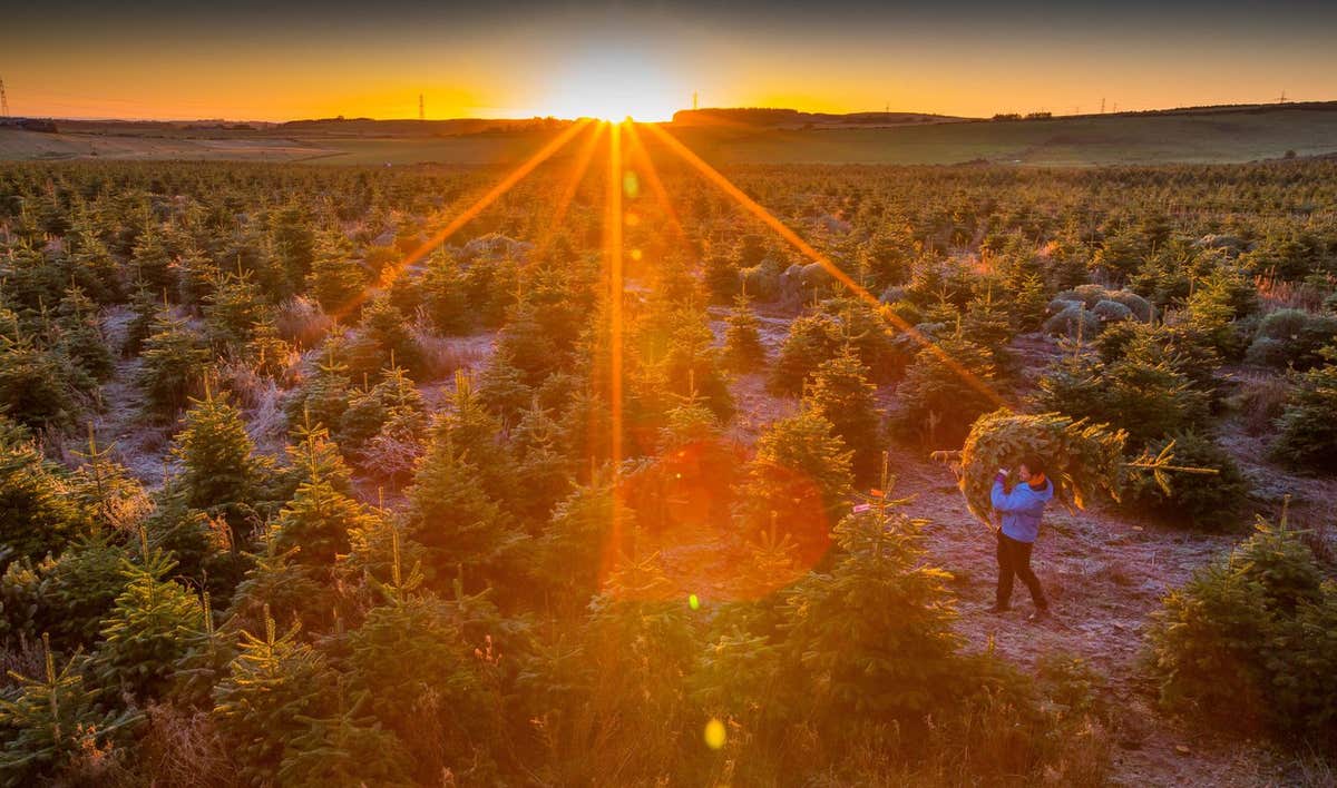 Capturing Magic: Mastering the Golden Hour in Photography