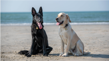 Dogs