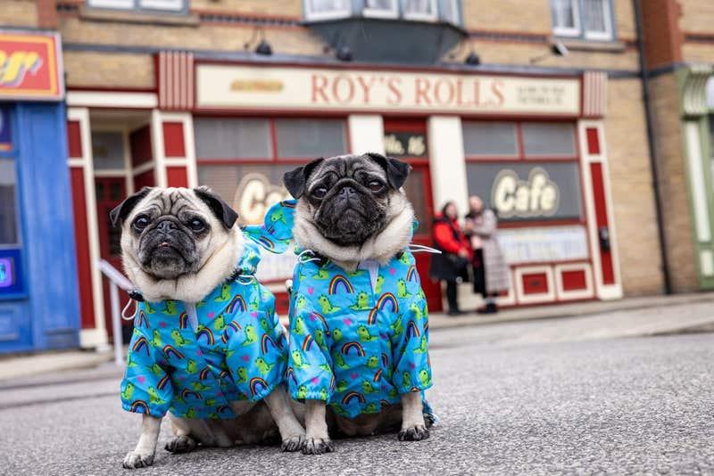 dogs dressed up