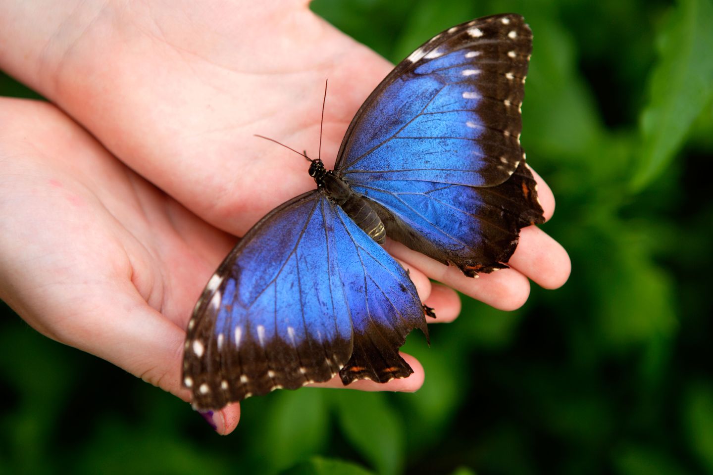 Blue Butterfly