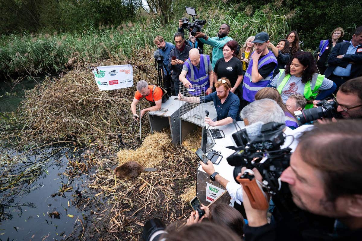 EDITORIAL USE ONLY Mayor of London Sadiq Khan helps release a family of beavers at Paradise Fields in Ealing, which sees the