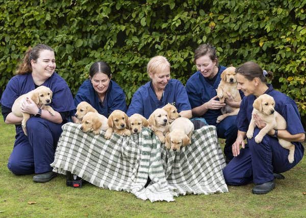 EMBARGOED TO 0001 THURSDAY OCTOBER 16 EDITORIAL USE ONLY A litter of 13 eight-week-old guide dog puppies, the largest litter 