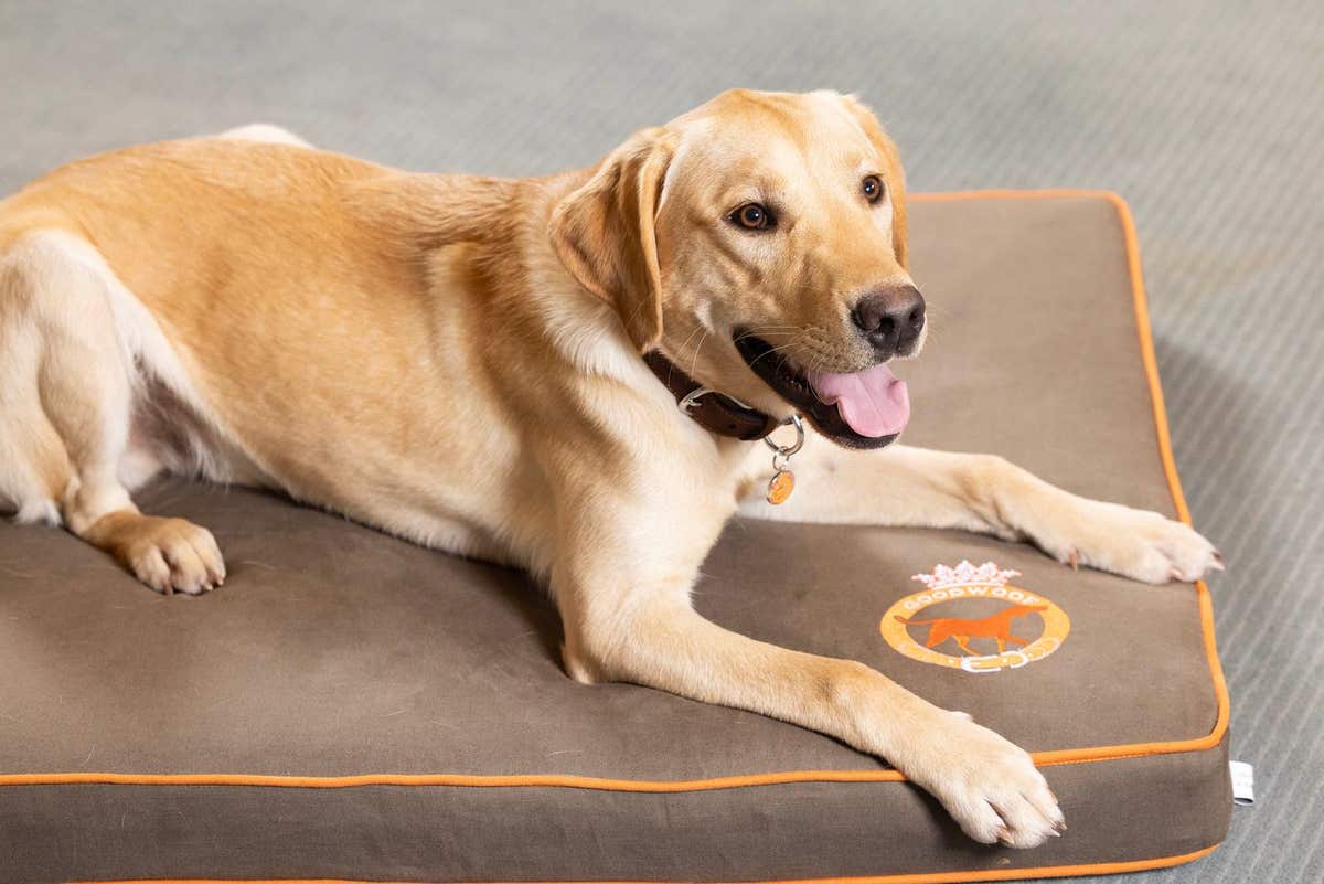 EMBARGOED TO 0001 MONDAY JANUARY 8 EDITORIAL USE ONLY Bob the Labrador celebrates National Labrador Day by reclining on a Goo