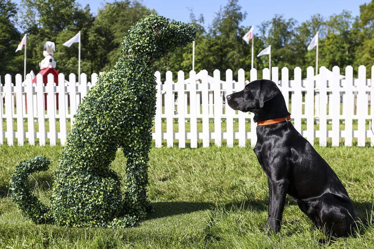 EDITORIAL USE ONLY Bonnie at Goodwoof 2023, a dog event held at Goodwood Estate, Chichester. Picture date: Sunday April 21, 2