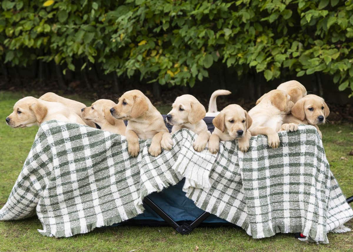 EMBARGOED TO 0001 THURSDAY OCTOBER 16 EDITORIAL USE ONLY A litter of 13 eight-week-old guide dog puppies, the largest litter