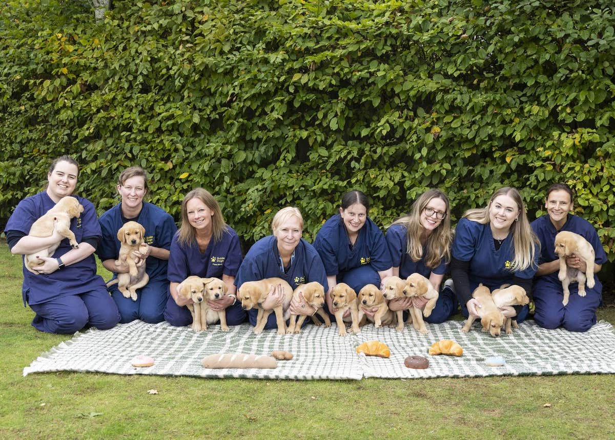 EMBARGOED TO 0001 THURSDAY OCTOBER 16 EDITORIAL USE ONLY A litter of 13 eight-week-old guide dog puppies, the largest litter