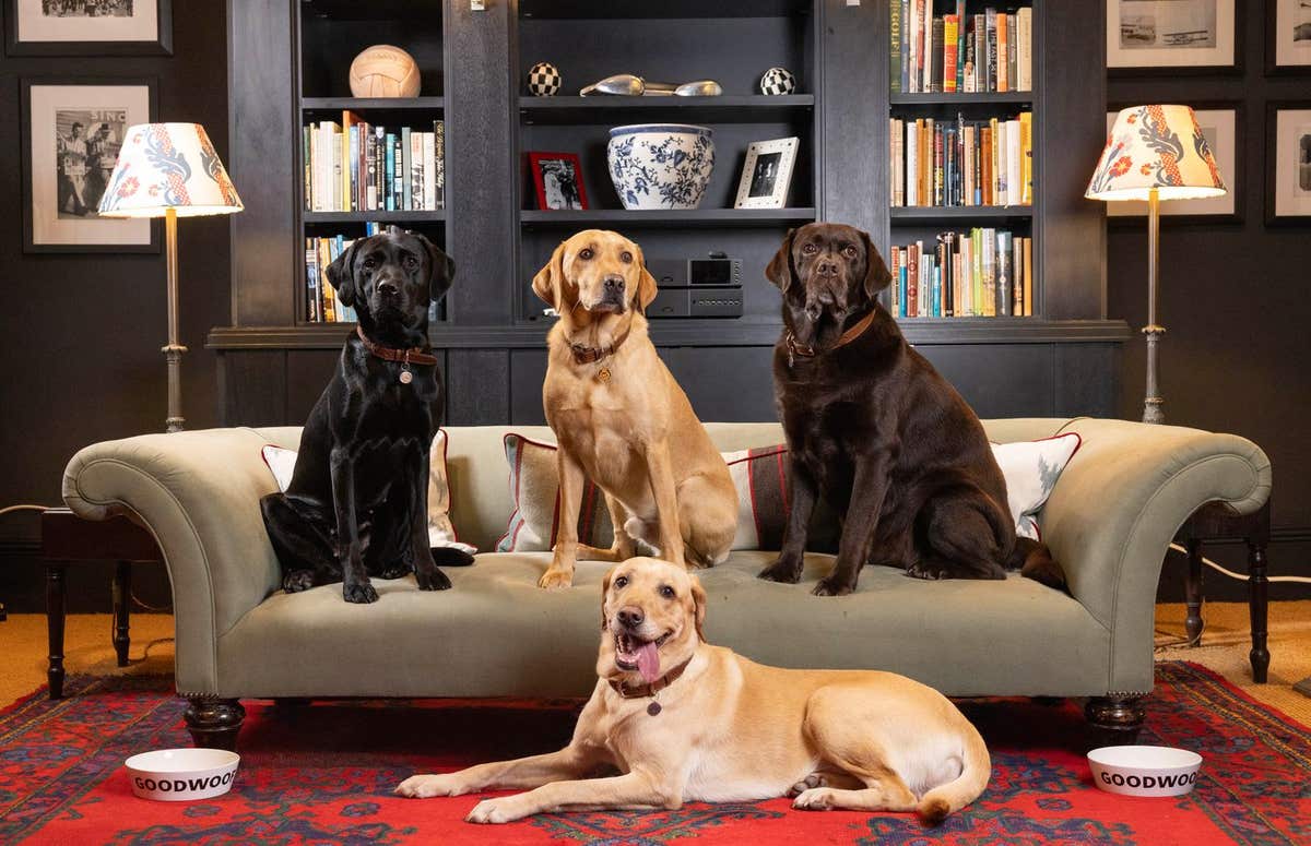 EMBARGOED TO 0001 MONDAY JANUARY 8 EDITORIAL USE ONLY Labradors Bonnie, Rufus, Badger and Autumn come together to celebrate N