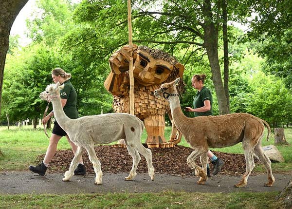 EDITORIAL USE ONLY General view at the launch of Trolls: A Field Study at Whipsnade Zoo in Dunstable, featuring twelve toweri