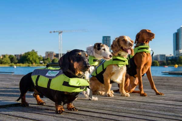 4 dogs sitting in a row for a commercial PR photoshoot for rover.com, a dog swimming gala event