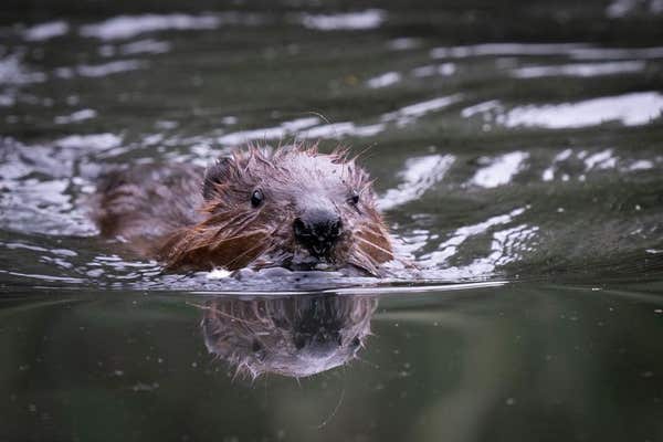 EMBARGOED TO 0001 FRIDAY OCTOBER 27 EDITORIAL USE ONLY File photo dated 11/10/23 of one of a family of beavers released at Pa