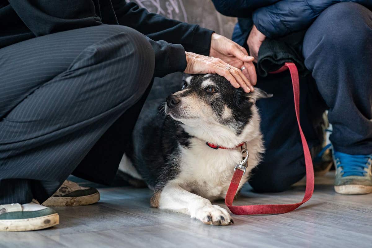 EDITORIAL USE ONLY Jess attends a collaborative event hosted by MSD Animal Health and StreetVet at a hostel in Redruth, which