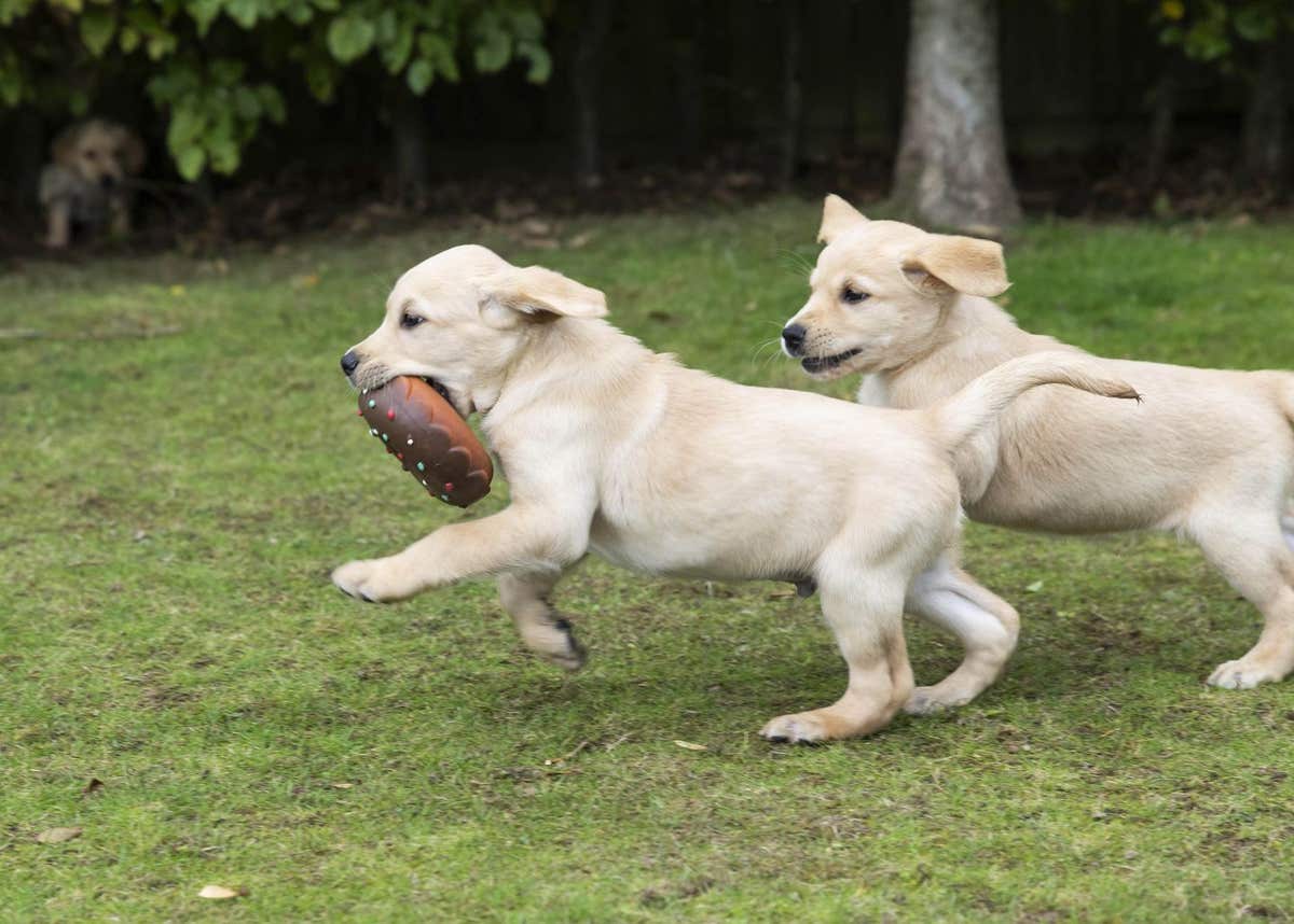 EMBARGOED TO 0001 THURSDAY OCTOBER 16 EDITORIAL USE ONLY A litter of 13 eight-week-old guide dog puppies, the largest litter