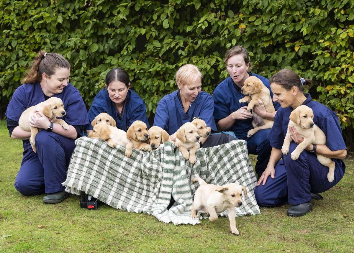 EMBARGOED TO 0001 THURSDAY OCTOBER 16 EDITORIAL USE ONLY A litter of 13 eight-week-old guide dog puppies, the largest litter