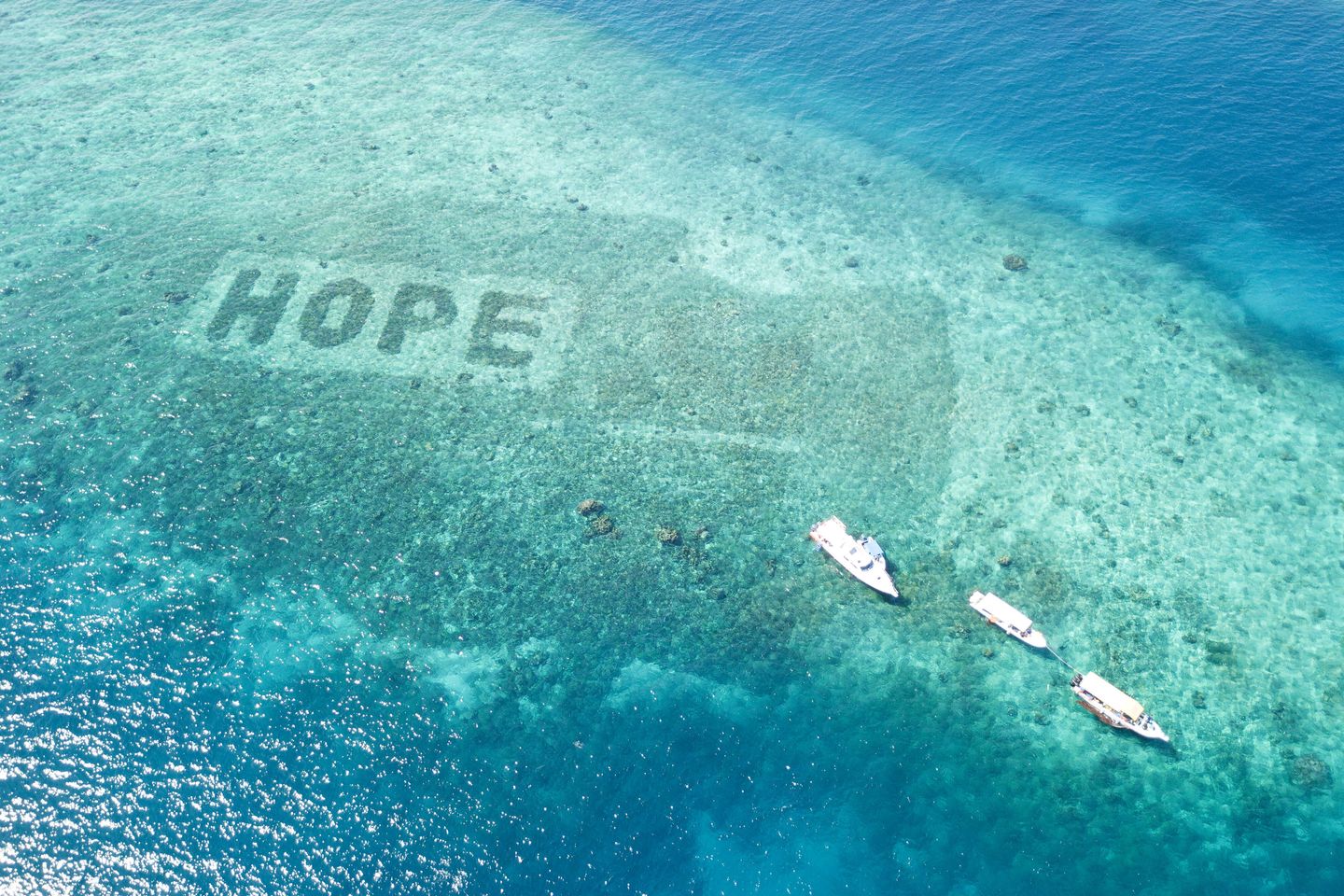 Sheba Hope Grows coral restoration programme