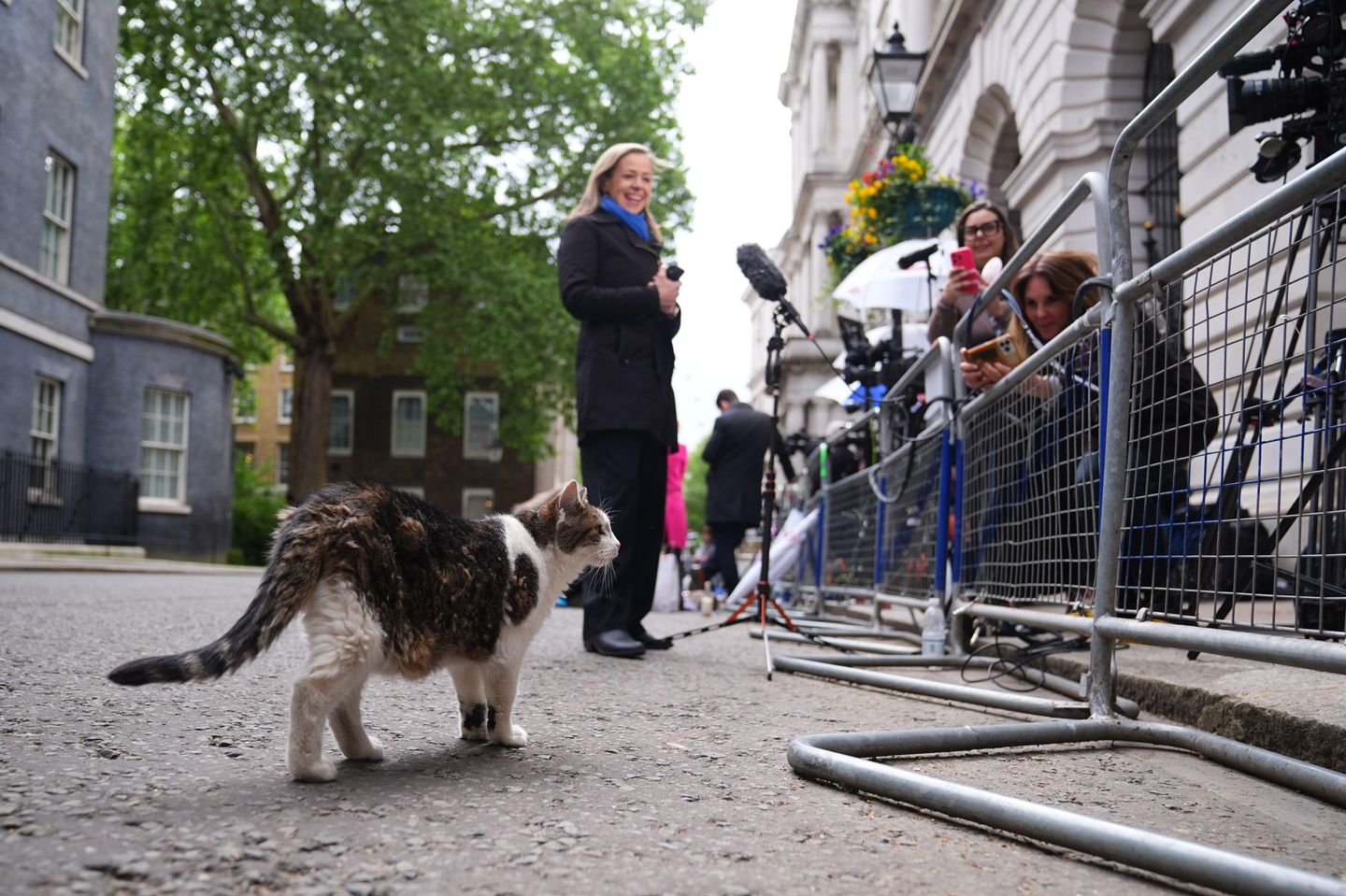 Larry the cat on Downing Street, London. Picture date: Wednesday May 13, 2026.