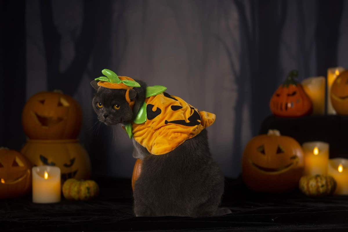 Halloween